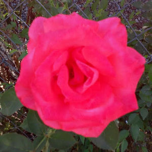 Meet your Posher, Ryelle